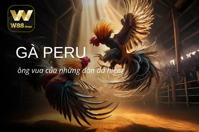 Gà Peru với đôi chân dài và chắc tại WW88