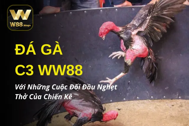 Đá Gà C3