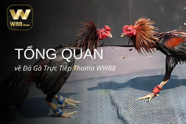 Đá Gà Thomo WW88 và những thông tin đáng chú ý